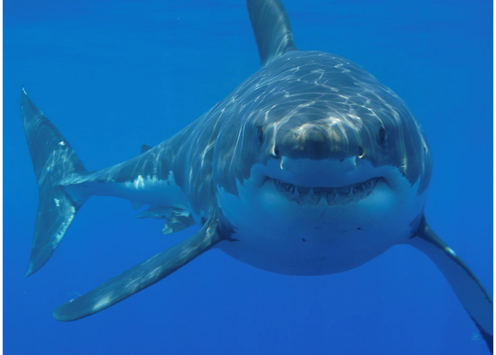 Conoces Los Tiburones Del Mediterr Neo Anellides