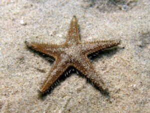 Que sabes de las estrellas de mar? 