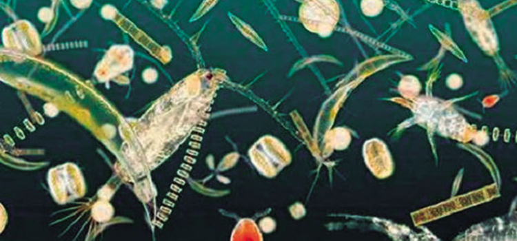 Зоопланктон уровень. Зоопланктон индикатор качества воды. Зоопланктон японского моря идентификация. Как передвигается зоопланктон.