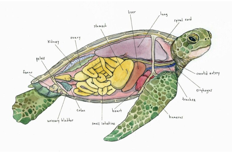 anatomia-interna-tortuga-marina