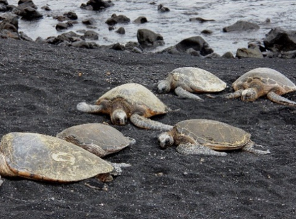 arribada-tortugues-platja