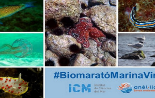 biomarato-marina-virtual