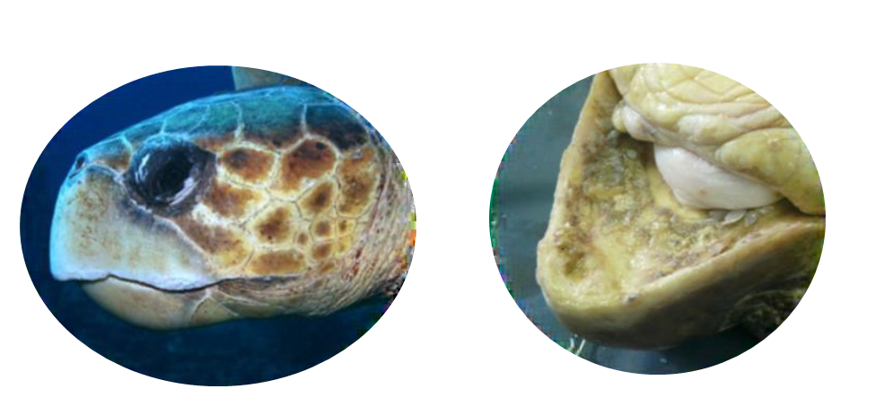 boca-tortuga-marina