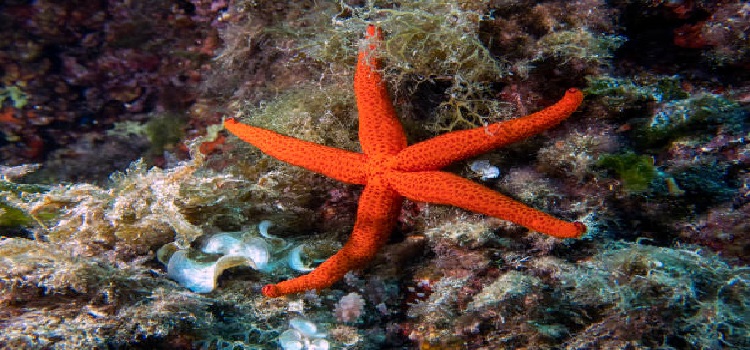 Conocéis las estrellas de mar?