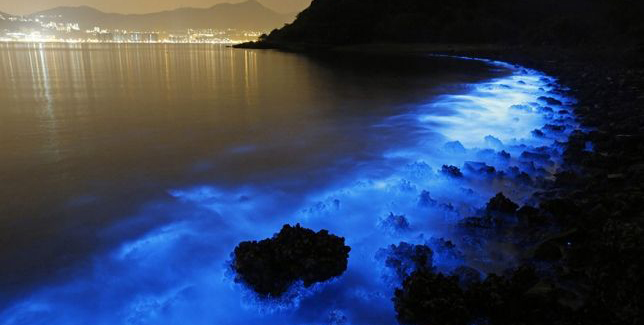 bioluminiscencia-mar