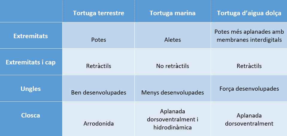 taula-diferencies-tortugues