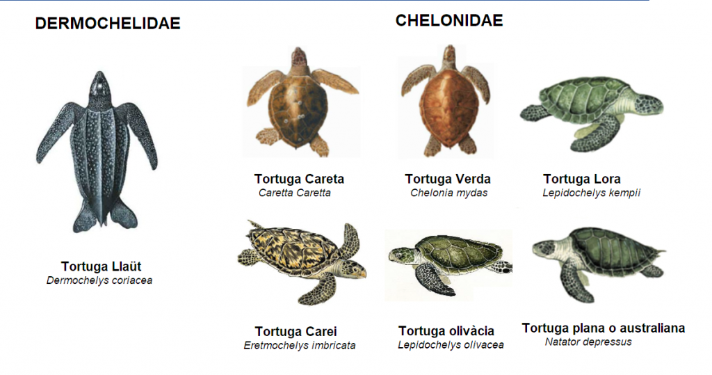 tortugues-marines